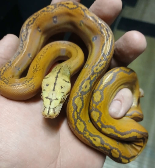 Mochino Goldenchild Sunfire Reticulated Python by R.O.G Reptiles