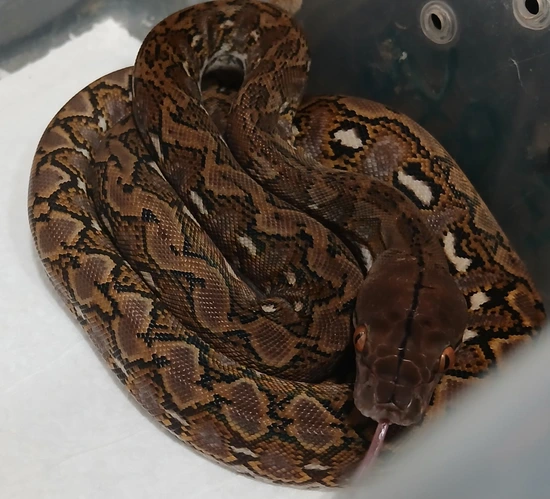 Super Dwarf Reticulated Python by R.O.G Reptiles