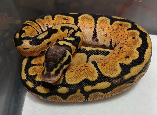 Orange Dream Ball Python by R.O.G Reptiles