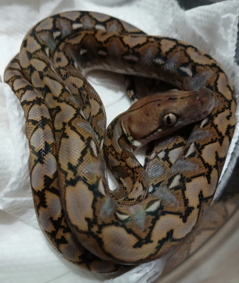 Anery Super Dwarf Reticulated Python by R.O.G Reptiles