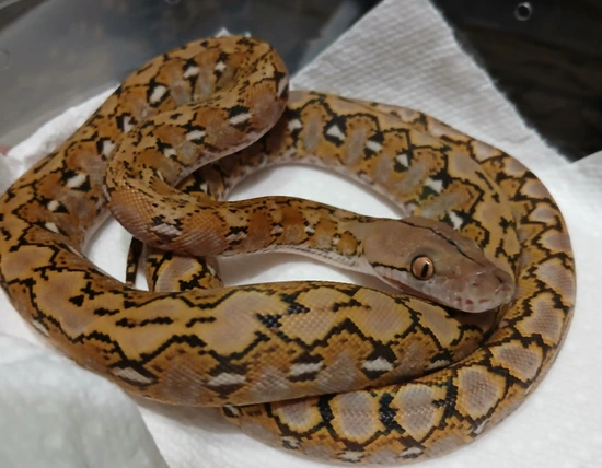 Platinum Super Dwarf Reticulated Python by R.O.G Reptiles