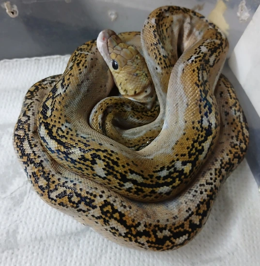 Sunfire Pied Reticulated Python by R.O.G Reptiles