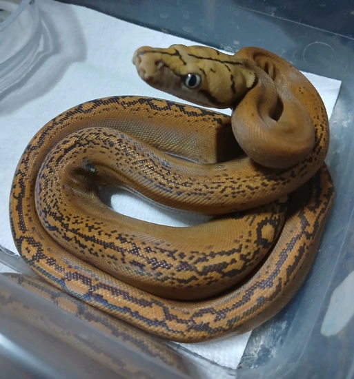 Mochino Golden Child Sunfire Reticulated Python by R.O.G Reptiles