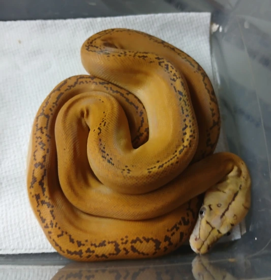 Moschino Platinum Retic Python Mochino Platinum Golden Child Sunfire Reticulated Python by R.O.G Reptiles