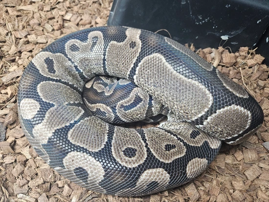 Axothanic Ball Python Axanthic (VPI), Albino (100% Het) Ball Python by Omega Exotic Friends