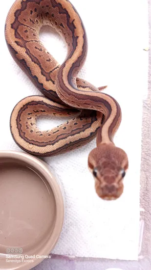 Cinnamon Pinstripe Ball Python by Serenitys Exotics
