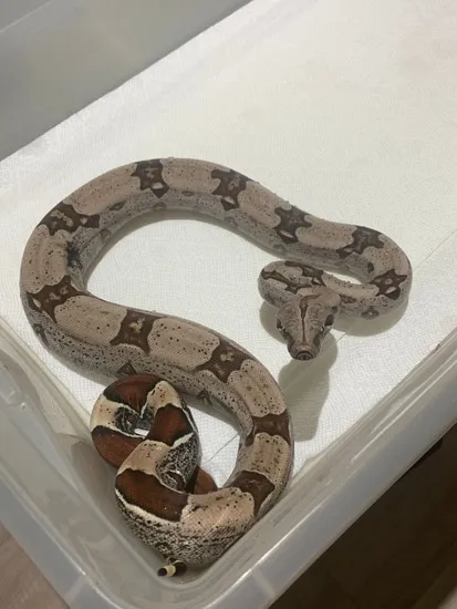 Guyana Boa True Red-Tailed Boa Constrictor by Rose Petal Pythons