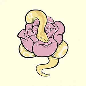 Rose Pythons - MorphMarket