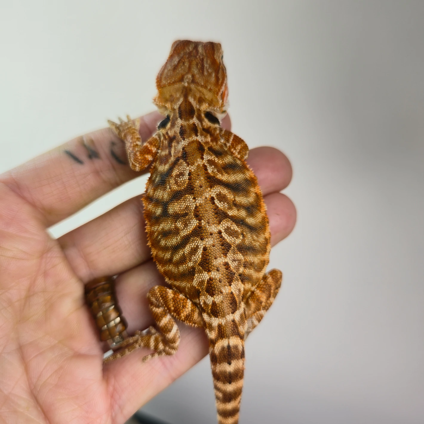 100% Het Zero 100% Het Hypo Red Monster Outcross Leatherback
