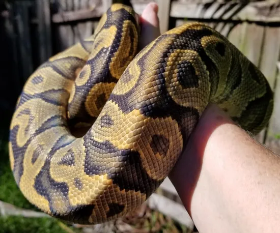 Orange Ghost Ball Python by Tracy and Jill Judd