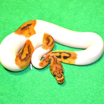OD Clown Pied Ball Python - female for sale from Royalsnakes