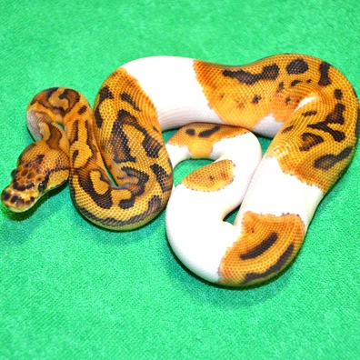Clown Pied Ball Python - female for sale from Royalsnakes