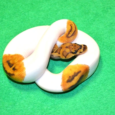 OD Clown Pied Ball Python - male for sale from Royalsnakes