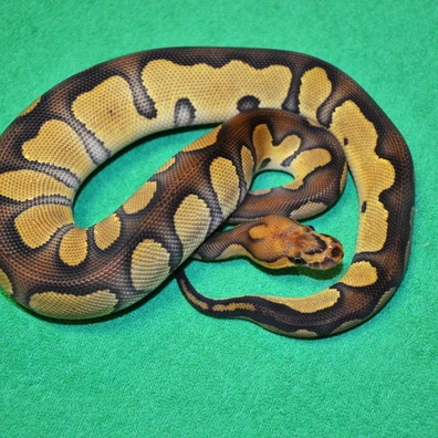 Chocolate Clown Ball Python - female for sale from Royalsnakes