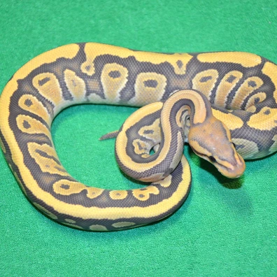 Fire Hypo Het Clown Ball Python - female for sale from Royalsnakes