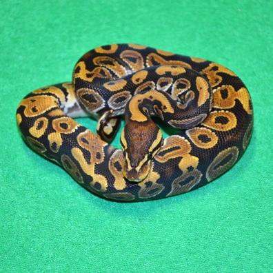 Het Sunset Het Ultramel