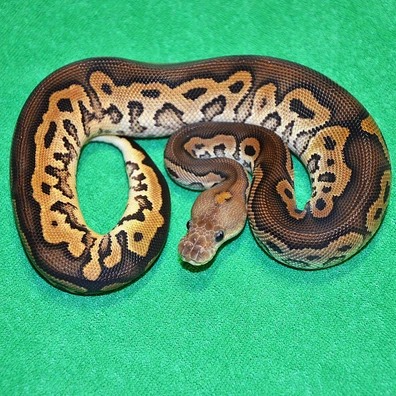 Black Head Black Pastel Clown Pos Het Pied
