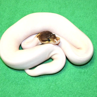 Black Pastel Pied Pos YB/Sandblast