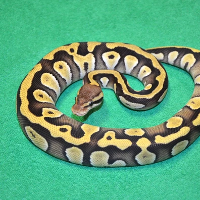 Fire Mojave Het Sunset DG