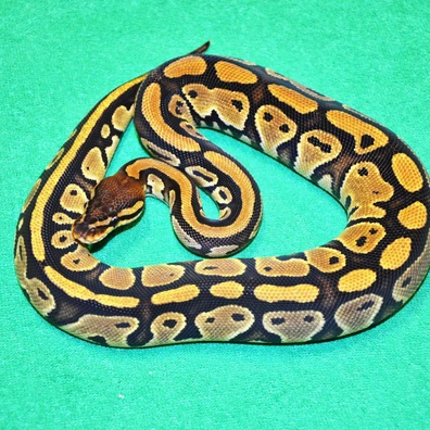 OD Bongo Dh Clown Pied