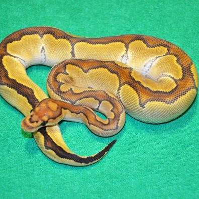 Special Clown Het Hypo