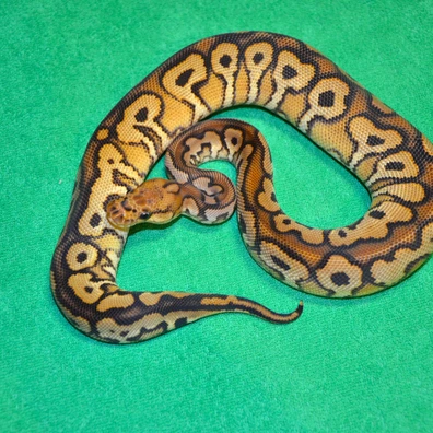 Black Pastel Spotnose Clown