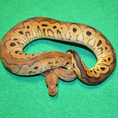 Black Pastel (RS) Clown