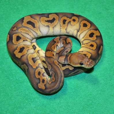 Chocolate Black Pastel Clown Het Hypo