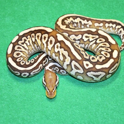 Spotnose Butter HRA Leopard Dot Het Clown Pos Het Pied