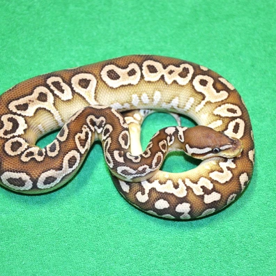 Spotnose Butter HRA Het Clown Pos Het Pied/Dot