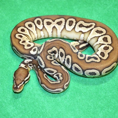 HRA Butter Het Clown Pos Het Pied