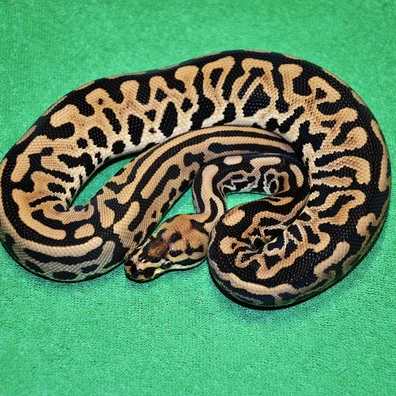 Spotnose Leopard HRA Het Clown Pos Het Pied/Dot