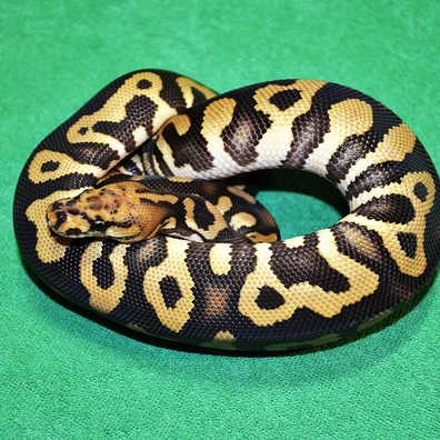 Dark Knight (Chocolate Spotnose Clown) Ball Python - male for sale from Royalsnakes