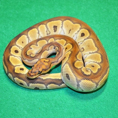 Special Clown Het Hypo