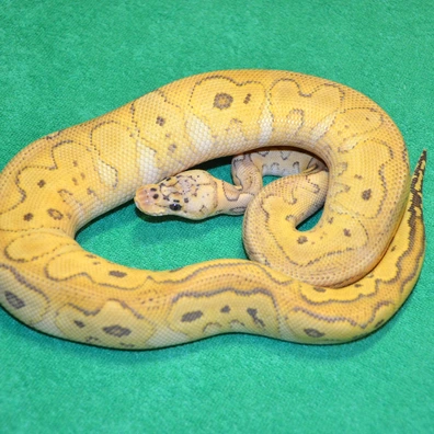 Special Pastel Clown Het Hypo