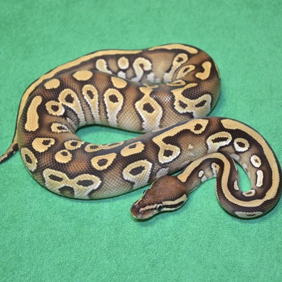 Mojave Th Monsoon Clown Pied