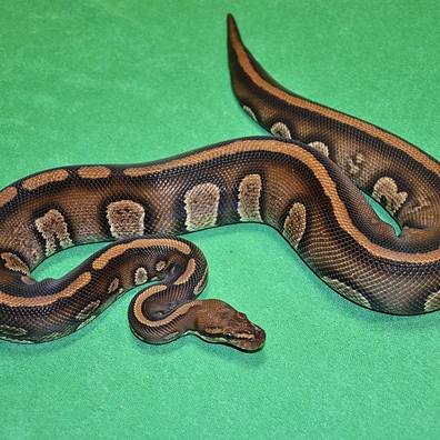 Stranger Dh Clown Pied Pos Trident