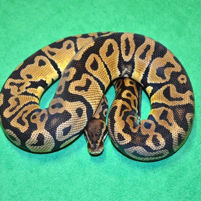Pastel DH Monsoon DG Ball Python - male for sale from Royalsnakes