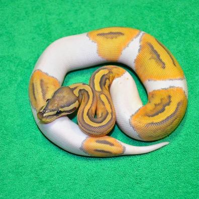 Hypo Pied Ball Python - female for sale from Royalsnakes