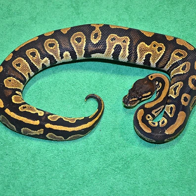 Black Head Het Clown Pos Het Pied Ball Python - female for sale from Royalsnakes