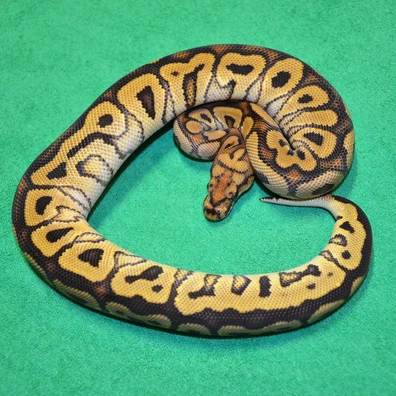 Spotnose Phantom (RS) Clown Ball Python - female for sale from Royalsnakes