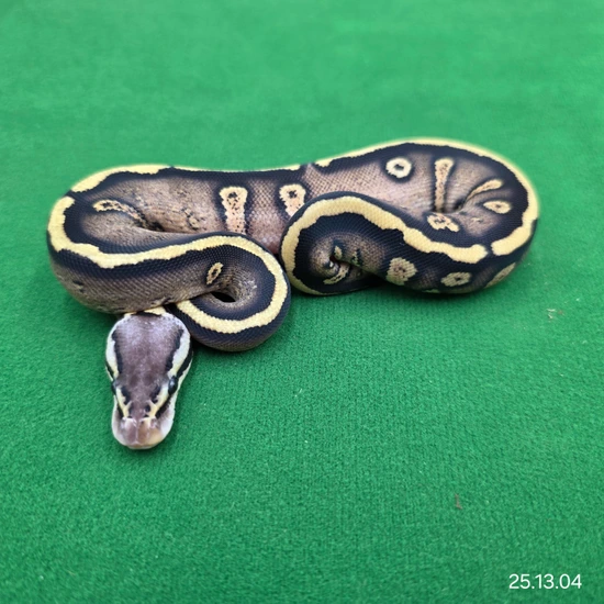 Stranger Pastel YB Het Cryptic Ball Python by Ball In Hand Pythons LLC