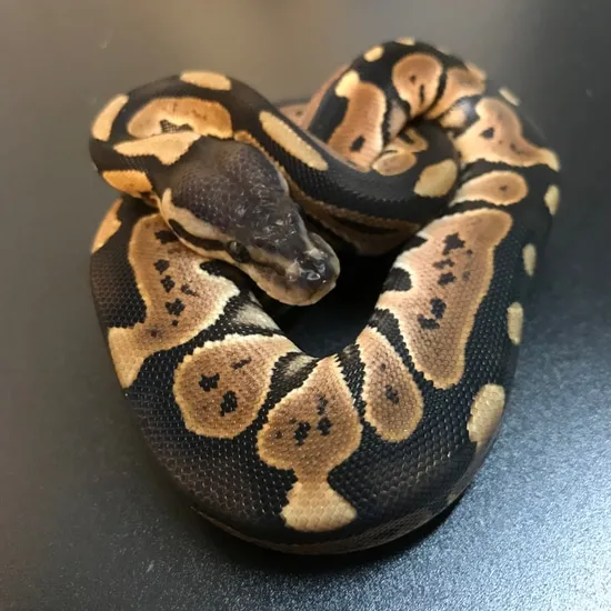 Blade Cinnamon Het Clown Ball Python by Royal Hijinx Pythons