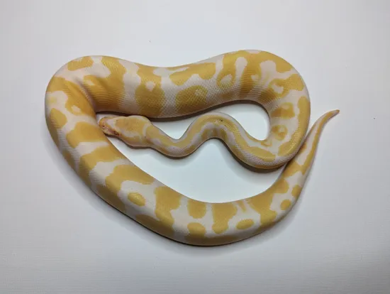 Albino Het Pied Ball Python by Royal Hydra