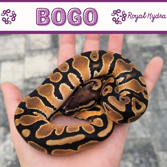 *BOGO 50%* HiOD DH Ultramel Pied Ball Python by Royal Hydra