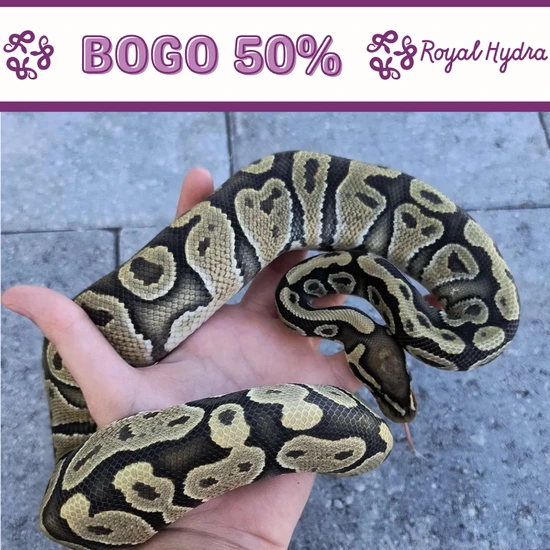 *BOGO 50%* Hypo Het Pied Ball Python by Royal Hydra