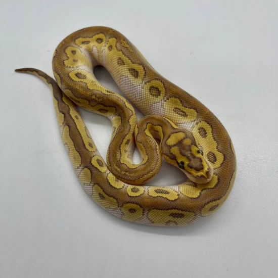 Vanilla Lesser Special Clown Ball Python by Royal Constrictors Reptiles ...