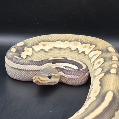 OD Savannah Hypo Ball Python - female for sale from RoyallyBalls’d