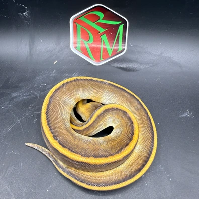 Ghi Generic Stripe Het Clown