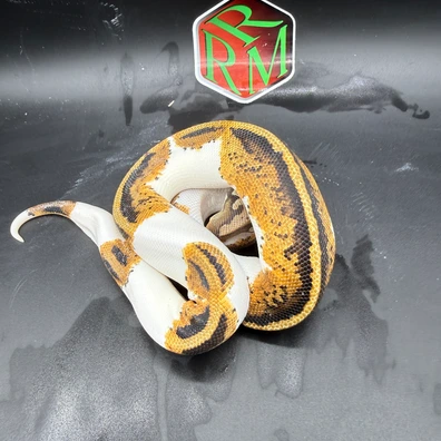 Late 25 YB Or Gravel ORange Dream Pin Pied ? Enchi
